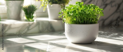 Pet-Friendly Window Sill Garden Flat Lay  