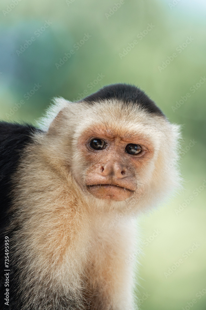 portrait of a white face monkey in Costa Rica portrait of a white face monkey in Costa Rica