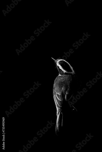 great kiskadee bird in a fine art edit photo