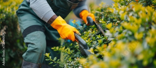 Person using hedge cutter to trim and shape green bush in garden