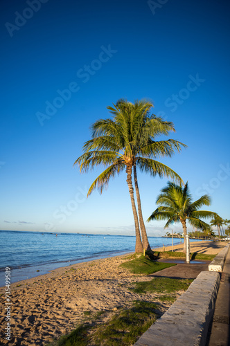 Palm Trees on  a Sandy Hawaiian Beach. © ttrimmer
