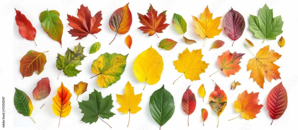 Obraz premium Aesthetic Collection of Colorful Autumn Leaves for Seasonal Design Inspiration and Nature Backgrounds