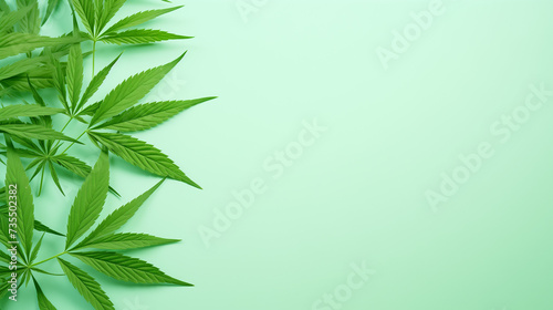 Fresh Cannabis Leaves on a Light Green Background. Banner, space for text.