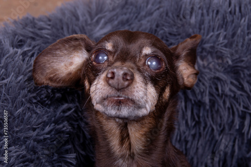 Old senior black pinscher male with cataract