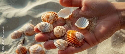 Person gracefully holding a stunning assortment of beautiful seashells in their hand on the beach