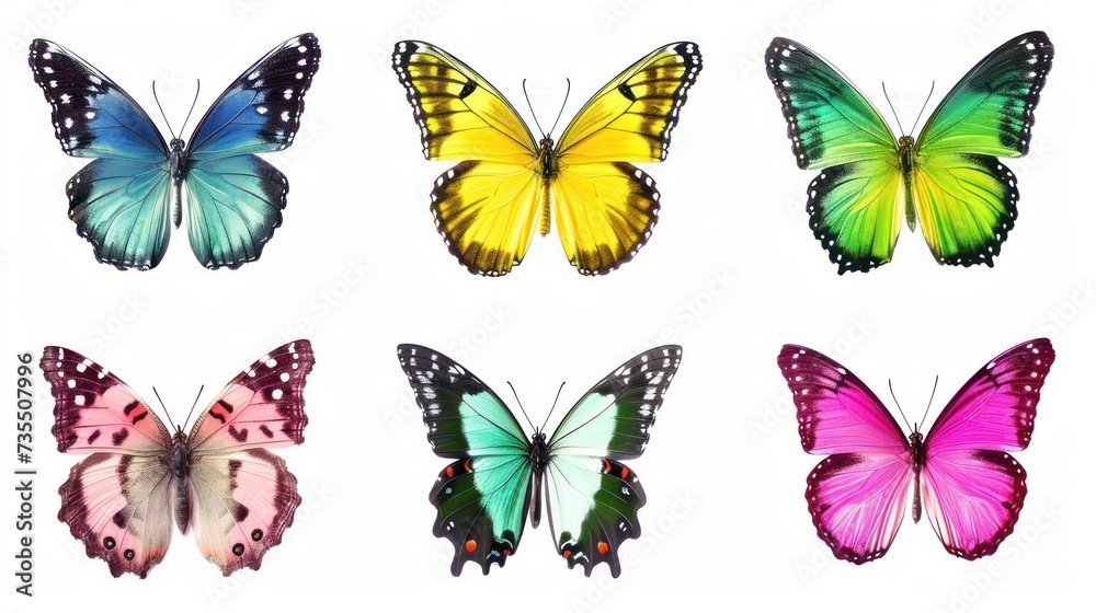 Fototapeta premium Set of beautiful and colorful butterflies isolated on white background.