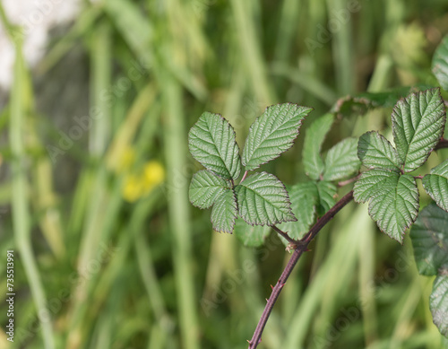 Sunlit blackberry plant leaves Rubus fruticosus close up outdoors