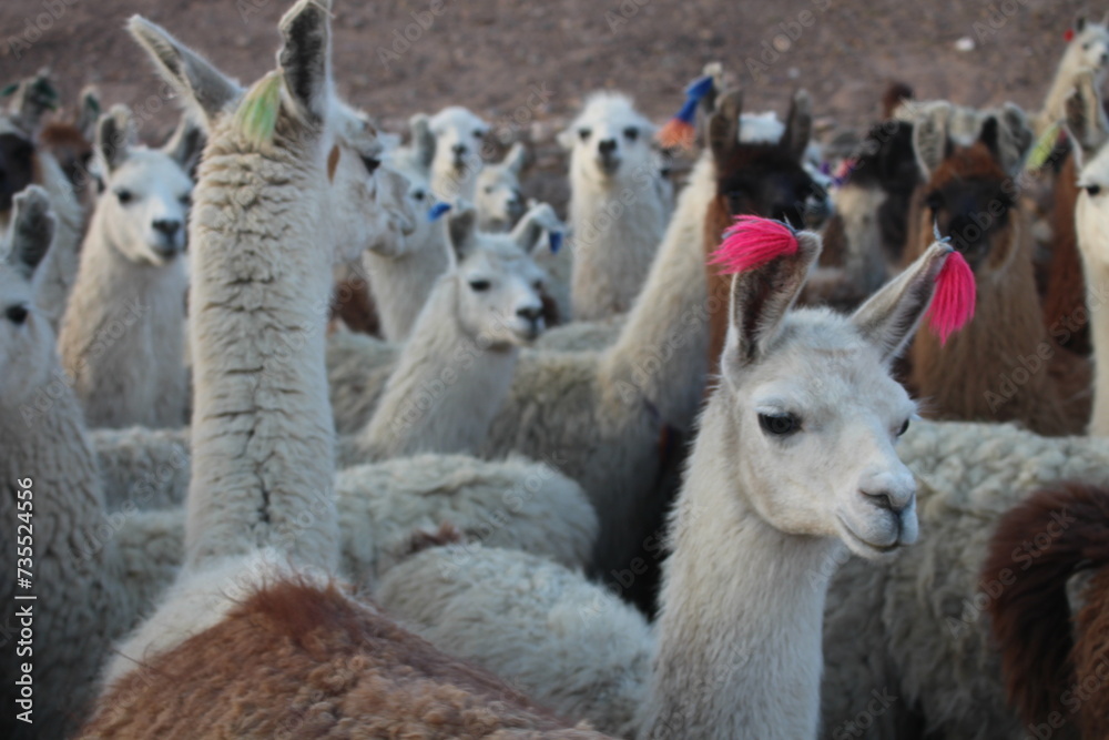 Fields with animals and crops in northwest Argentina