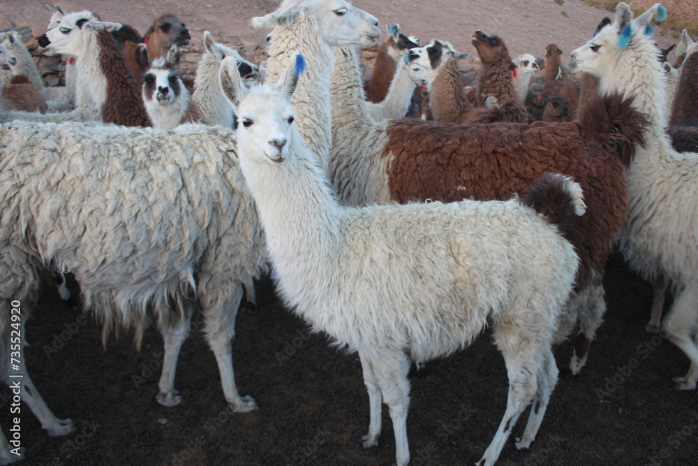 Fields with animals and crops in northwest Argentina