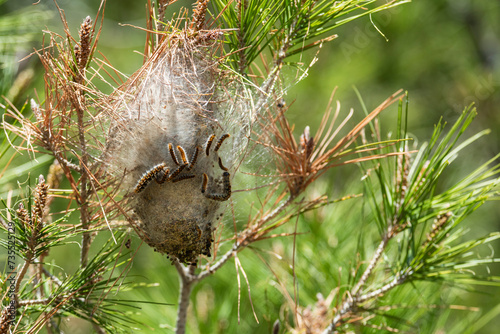 Nido de procesionaria del pino, thaumetopoea pityocampa, en lo alto de un árbol photo