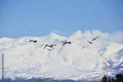 雪山の山頂を背景に飛ぶハクチョウ 十勝岳 