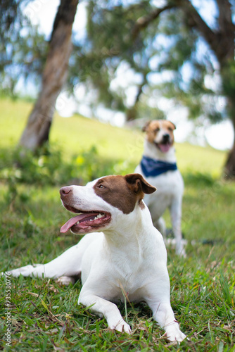 Two dogs in a beautiful landscape