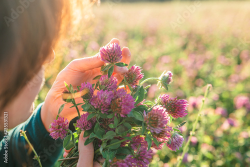 Woman picking clover in field. Womans face and red clover flowers in the rays of the sun in a clover field.Useful herbs and flowers photo