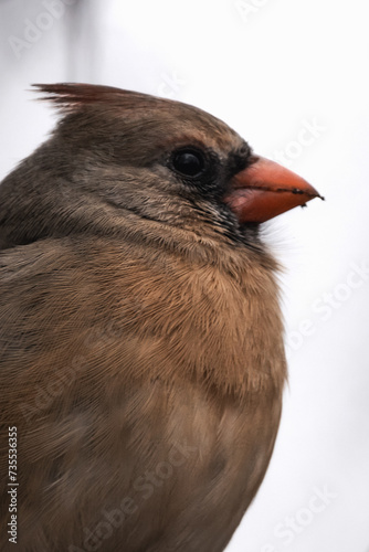 close up of a cardinal bird