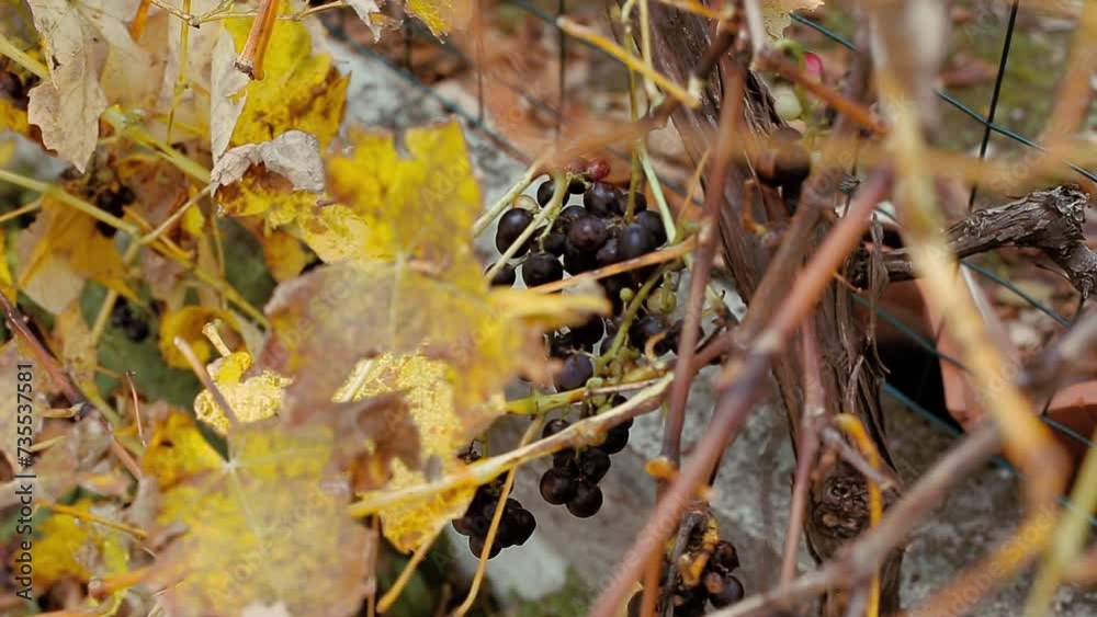 Autumn sunny day, grapes on the tree. Autumn sunny day, grapes on the tree.