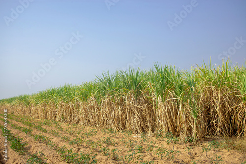 Sugarcane growing inside the farm in countryside of Thailand