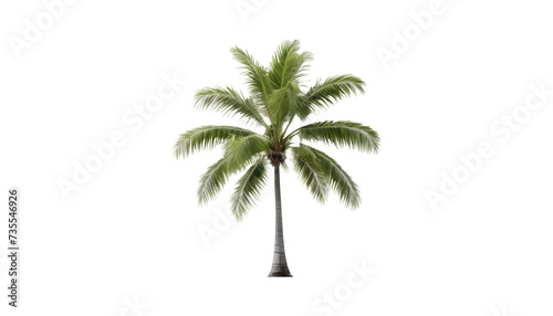 palm tree isolated on white background. PNG