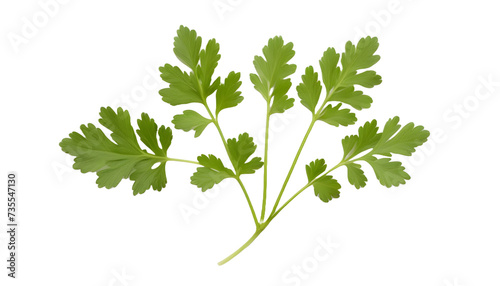 Wallpaper Mural Parsley herb coriander leaf PNG Torontodigital.ca