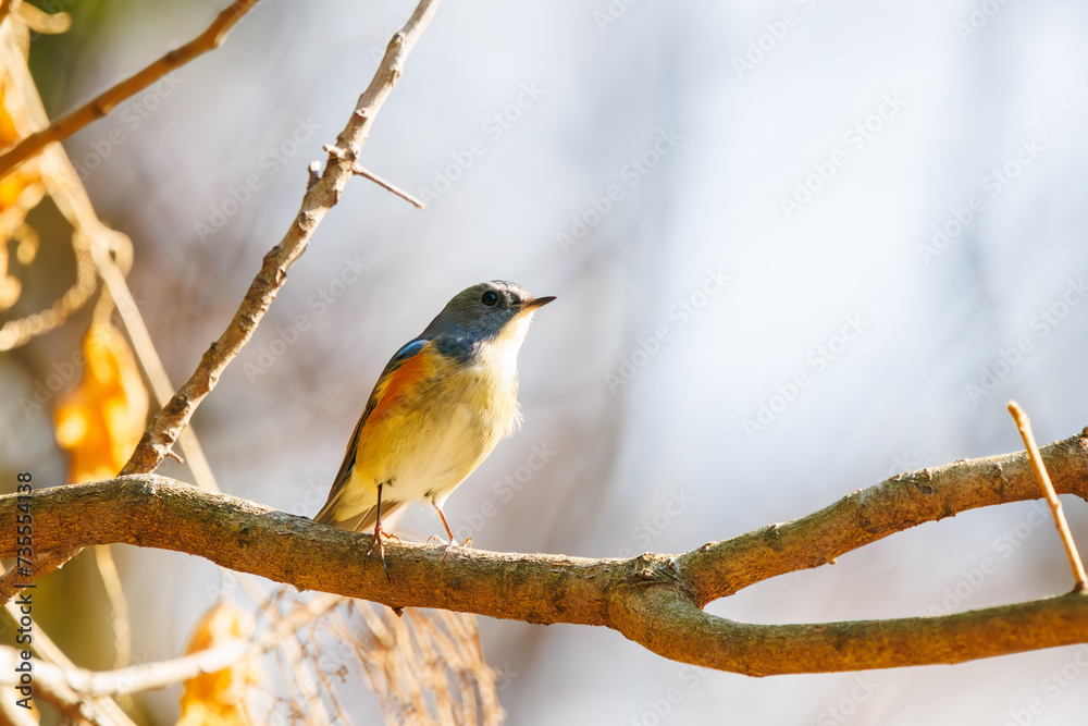 Fototapeta premium 幸せの青い鳥、可愛いルリビタキ（ヒタキ科）。日本国東京都文京区、小石川植物園にて。 2024年2月10日撮影。A happy blue bird, the lovely Red-flanked Bluetail (Tarsiger cyanurus, family comprising flycatchers).At Koishikawa botanical garden, Bunky