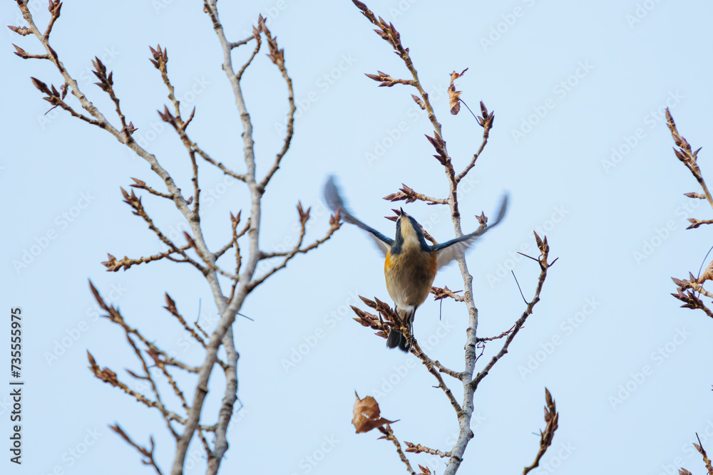 飛び出す幸せの青い鳥、可愛いルリビタキ(ヒタキ科)。
日本国東京都文京区、小石川植物園にて。
2024年2月10日撮影。
A happy blue bird, the lovely Red-flanked Bluetail (Tarsiger cyanurus, family comprising flycatchers) in flight.
At Koishikawa botanical 飛び出す幸せの青い鳥、可愛いルリビタキ(ヒタキ科)。
日本国東京都文京区、小石川植物園にて。
2024年2月10日撮影。
A happy blue bird, the lovely Red-flanked Bluetail (Tarsiger cyanurus, family comprising flycatchers) in flight.
At Koishikawa botanical