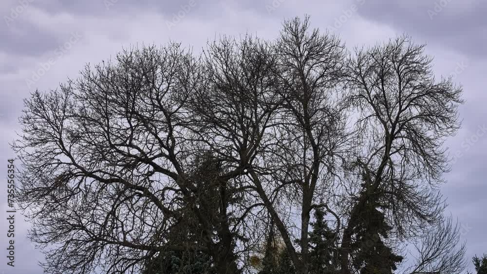 A tree without leaves against the background of a gloomy cloudy sky with flying clouds. A tree without leaves against the background of a gloomy cloudy sky with flying clouds.
