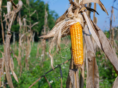 Close-up of Dried corn cobs in corn field,Dry corn on corn plant