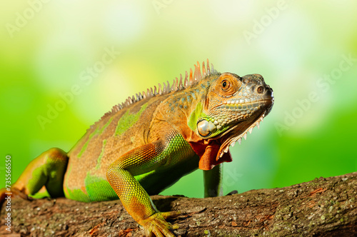 a colorful iguana on tree branch © Bangmunce
