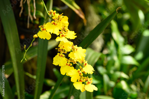 Beautiful yellow Oncidium orchid flower blossom in garden, Spring season