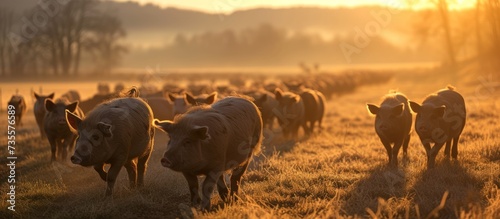 A peaceful and contented herd of pigs living in a beautiful countryside farm photo