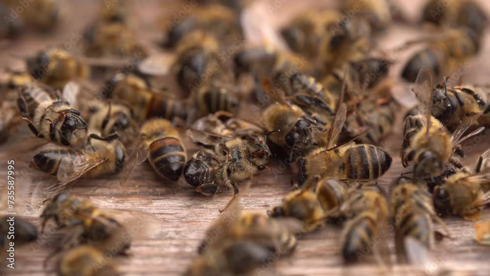 Dead bees in the hive. Colony Collapse Disorder. Starvation, pesticide exposure, pests and disease Dead bees in the hive. Colony Collapse Disorder. Starvation, pesticide exposure, pests and disease