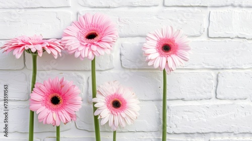 Pink Gerbera Daisies Blossoming on White Brick Wall AI Generated.