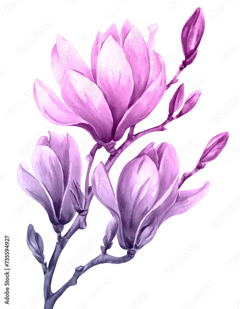 Watercolor floral illustration with blooming pink magnolia flowers and branches isolated on white background