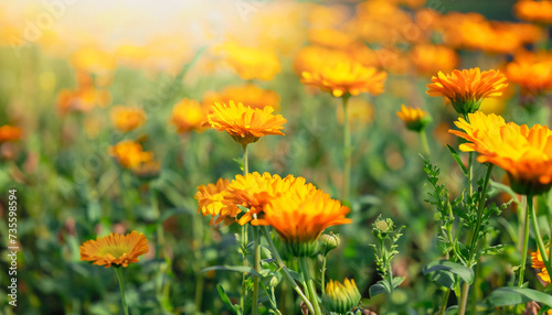 Blurred summer background with Marigold flowers field in sunlight. Beautiful nature scene with blooming calendula in Summertime. Colorful Wide Horizontal floral Wallpaper