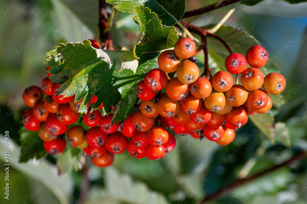 Obraz premium Vibrant Rowan Berries Clinging to a Branch