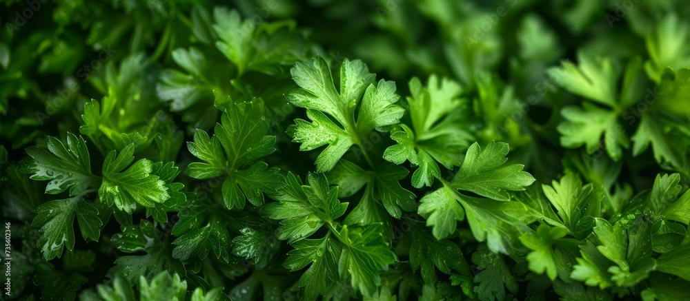 Fresh green parvits and parsley leaves in a bunch for culinary decoration and flavoring purposes Fresh green parvits and parsley leaves in a bunch for culinary decoration and flavoring purposes