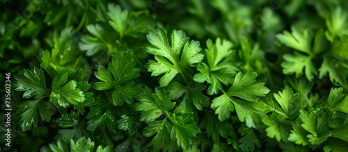 Fresh green parvits and parsley leaves in a bunch for culinary decoration and flavoring purposes