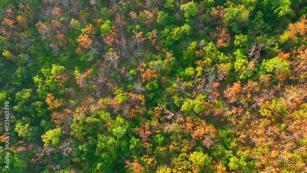 From a bird's-eye perspective, Thailand's dry dipterocarp forest exudes an enchanting charm, with its sun-kissed canopy and the serene beauty of untouched wilderness. Greenery and flora concept. 4K.
From a bird's-eye perspective, Thailand's dry dipterocarp forest exudes an enchanting charm, with its sun-kissed canopy and the serene beauty of untouched wilderness. Greenery and flora concept. 4K.