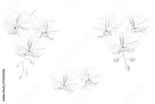 胡蝶蘭のモノクロベクターイラストセット