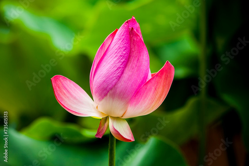 View of the lotus flower on the pond
