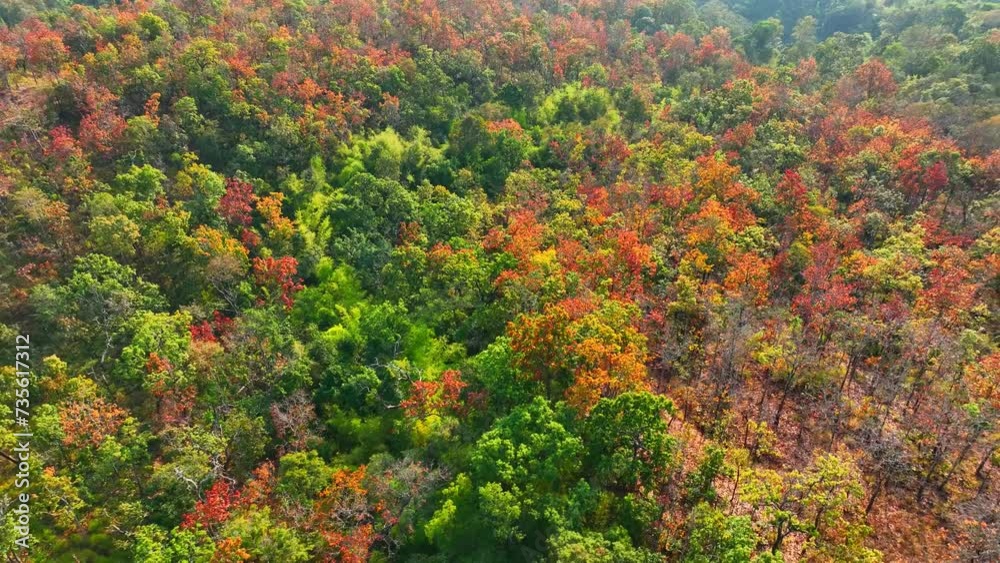 The aerial view of Thailand's dry dipterocarp forest is a symphony of earthy hues and intricate foliage patterns, a masterpiece of nature's design. Sustainability and habitat concept. Stock footage.
The aerial view of Thailand's dry dipterocarp forest is a symphony of earthy hues and intricate foliage patterns, a masterpiece of nature's design. Sustainability and habitat concept. Stock footage.