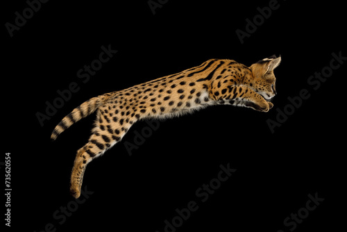Serval cat Captured Mid-Leap isolated on Black Background in studio