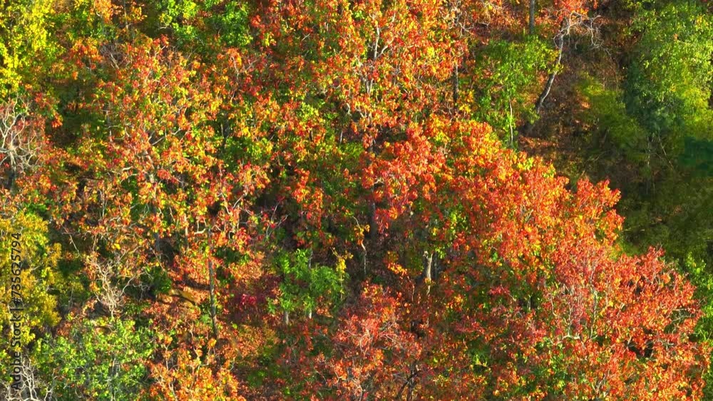 Explore Thailand's Deciduous Dipterocarp Forest from a drone's view, where nature paints a striking picture with red, yellow, and orange leafy splendor. Greenery and flora concept. 4K stock footage.
Explore Thailand's Deciduous Dipterocarp Forest from a drone's view, where nature paints a striking picture with red, yellow, and orange leafy splendor. Greenery and flora concept. 4K stock footage.