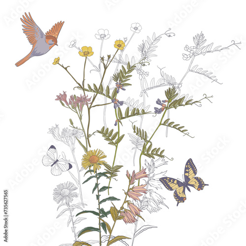 field flowers  bird and butterflies  vector drawing wild plants at white background   hand drawn natural illustration