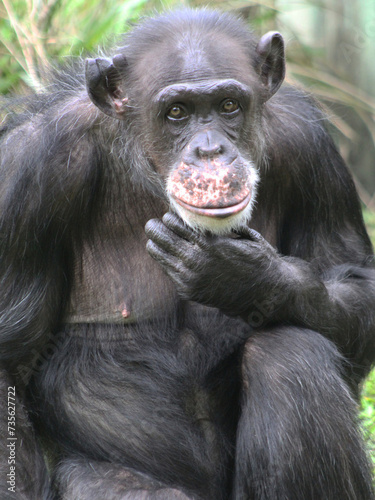 Quadro em tela chimp portrait