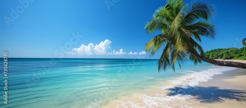 Beautiful palm tree on the tranquil and scenic sandy beach on a sunny day with clear blue sky