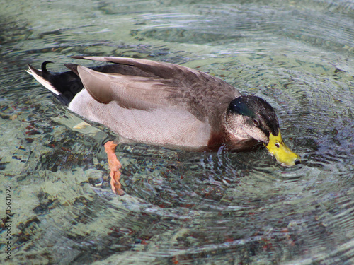 duck swimming