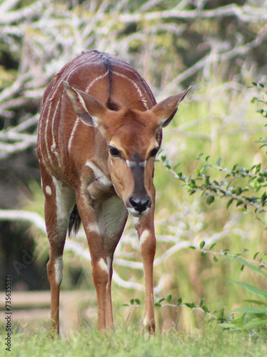 nyala