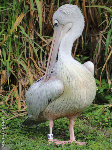 pelican