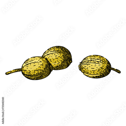 view coriander sketch hand drawn vector