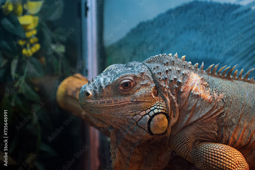 Fototapeta premium An iguana in a tree.